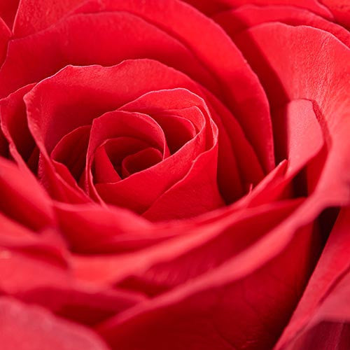 British Flowers Week: The English Rose
