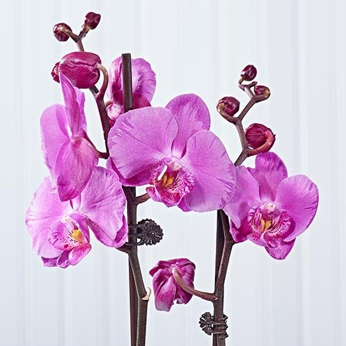 Six things you never knew about orchids...