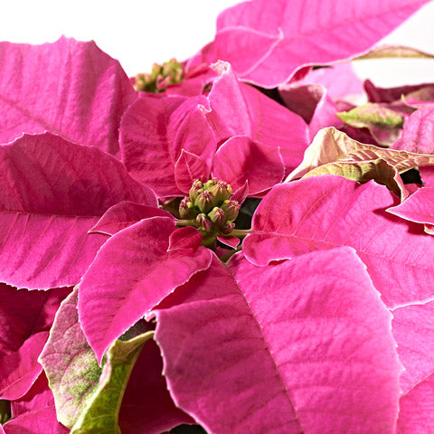 Our Favourite Christmas Plants