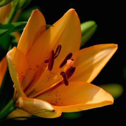 11 things you never knew about lilies...