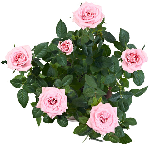Pink Potted Rose - Plants - Postabloom Flower delivery app