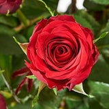 12 Red Roses - Hand-tied Bouquets - Postabloom Flower delivery app