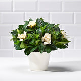 White Gardenia - Plants - Postabloom Flower delivery app