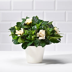 White Gardenia - Plants - Postabloom Flower delivery app