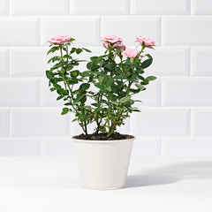 Pink Potted Rose - Plants - Postabloom Flower delivery app