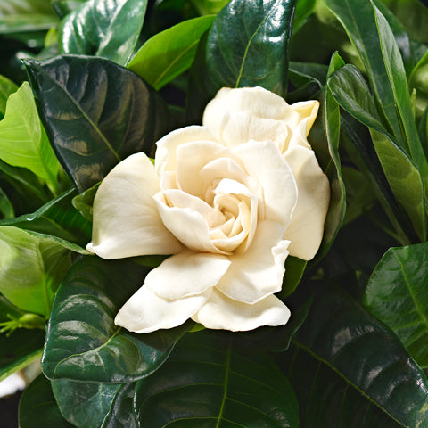 White Gardenia - Plants - Postabloom Flower delivery app