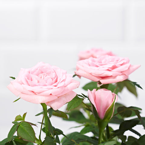 Pink Potted Rose - Plants - Postabloom Flower delivery app