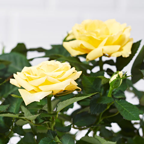 Yellow Potted Rose - Plants - Postabloom Flower delivery app