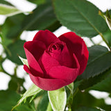 Red Potted Rose - Plants - Postabloom Flower delivery app