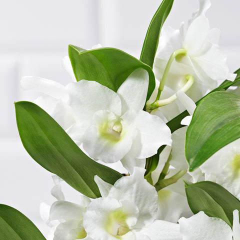 White Dendrobium Orchid - Plants - Postabloom Flower delivery app