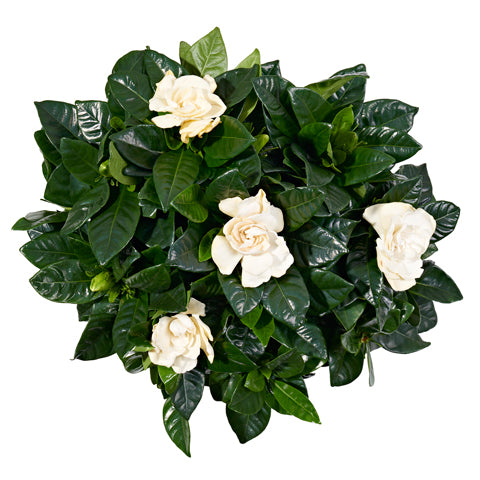 White Gardenia - Plants - Postabloom Flower delivery app