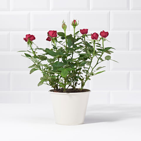 12 Red Roses