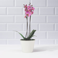 Dark Pink Phalaenopsis Orchid - Plants - Postabloom Flower delivery app