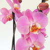 Dark Pink Phalaenopsis Orchid - Plants - Postabloom Flower delivery app