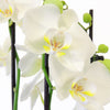 White Phalaenopsis Orchid - Plants - Postabloom Flower delivery app