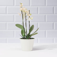 White Phalaenopsis Orchid - Plants - Postabloom Flower delivery app