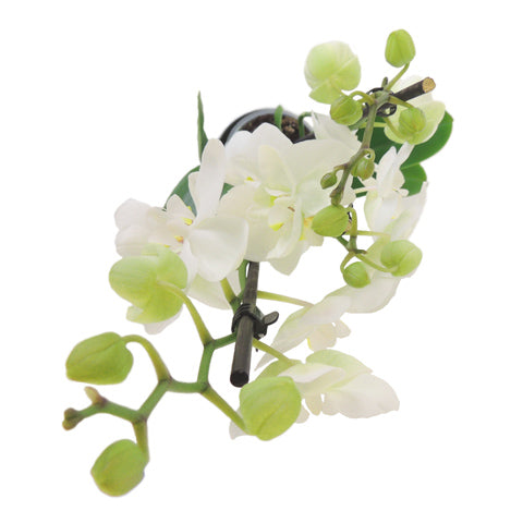 White Phalaenopsis Orchid - Plants - Postabloom Flower delivery app