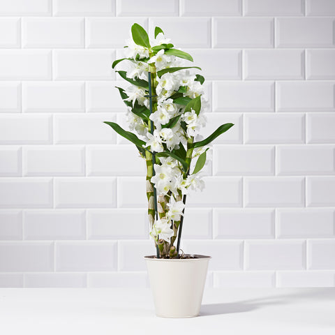 White Gardenia