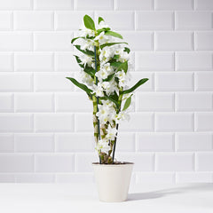 White Dendrobium Orchid - Plants - Postabloom Flower delivery app