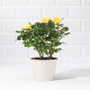 Yellow Potted Rose - Plants - Postabloom Flower delivery app
