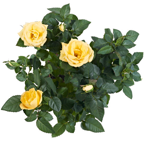 Yellow Potted Rose - Plants - Postabloom Flower delivery app
