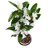 White Dendrobium Orchid - Plants - Postabloom Flower delivery app